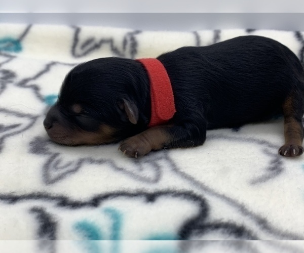 Medium Photo #1 Poodle (Toy)-Yorkshire Terrier Mix Puppy For Sale in FAYETTEVILLE, NC, USA