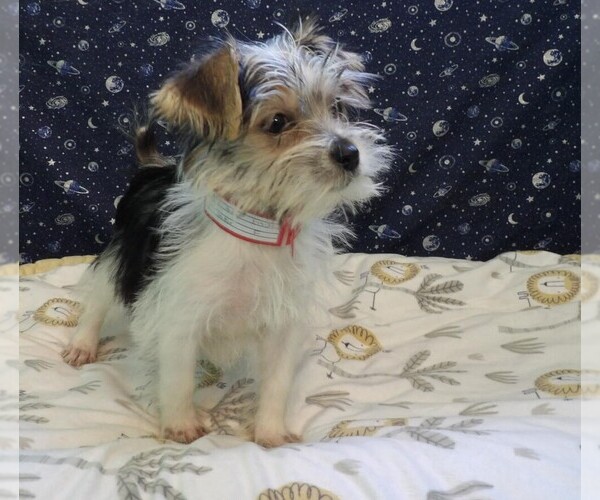 Medium Photo #22 Morkie Puppy For Sale in PATERSON, NJ, USA