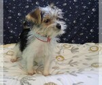 Small Photo #22 Morkie Puppy For Sale in PATERSON, NJ, USA