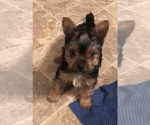 Yorkshire Terrier Puppy for sale in SILVER CREEK, GA, USA