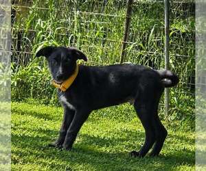 Skunk - The Adventurer - Male Shollie Dog for Adoption - Photo #6