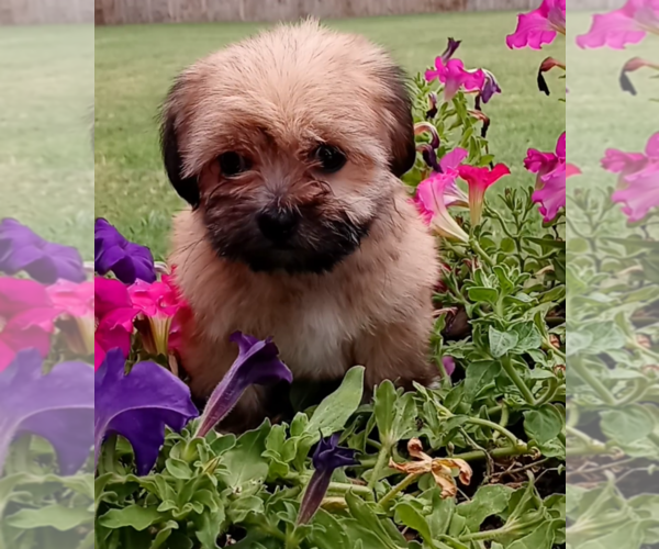 Medium Photo #5 Morkie Puppy For Sale in FORT WORTH, TX, USA