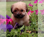 Small Photo #5 Morkie Puppy For Sale in FORT WORTH, TX, USA