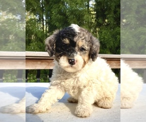 Aussie-Poo Puppy for sale in CHATHAM, PA, USA