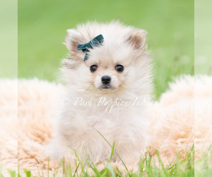 Medium Pomeranian