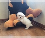 Puppy duplicate Maltese
