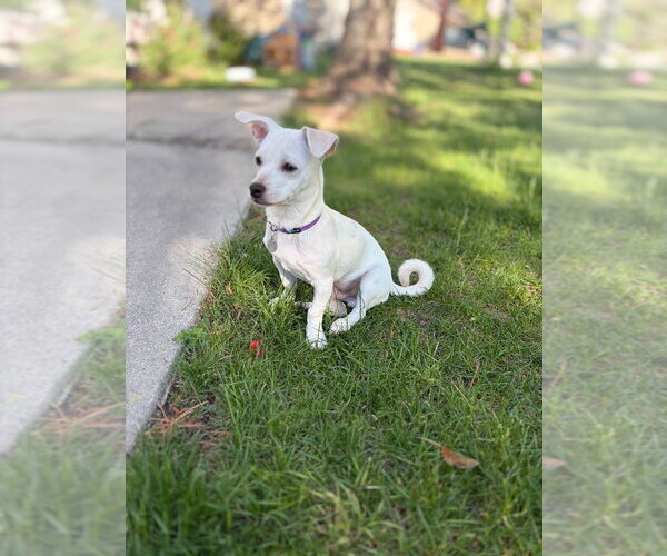 Medium Photo #2 Chihuahua-Unknown Mix Puppy For Sale in Salt Lake City, UT, USA
