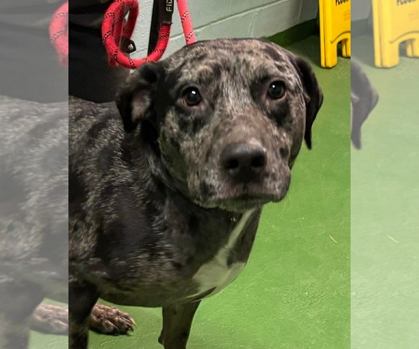 Medium Photo #8 Australian Shepherd-Unknown Mix Puppy For Sale in Rustburg, VA, USA