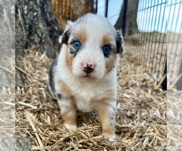 Medium Photo #47 Australian Shepherd Puppy For Sale in SMITHS GROVE, KY, USA