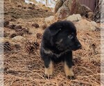 Small Photo #16 German Shepherd Dog Puppy For Sale in LIVERMORE, CO, USA