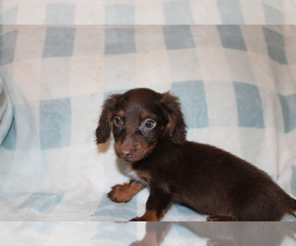 Medium Photo #8 Dachshund Puppy For Sale in BLMGTN, IN, USA