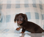 Small #7 Dachshund
