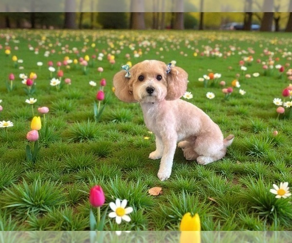 Medium Photo #1 Goldendoodle mix (+ Poodle Toy) Puppy For Sale in SAINT LOUIS, MO, USA