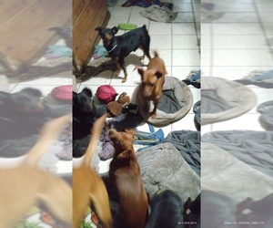 Miniature Pinscher Puppy for sale in S PASADENA, FL, USA