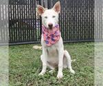 Small Huskies  Mix