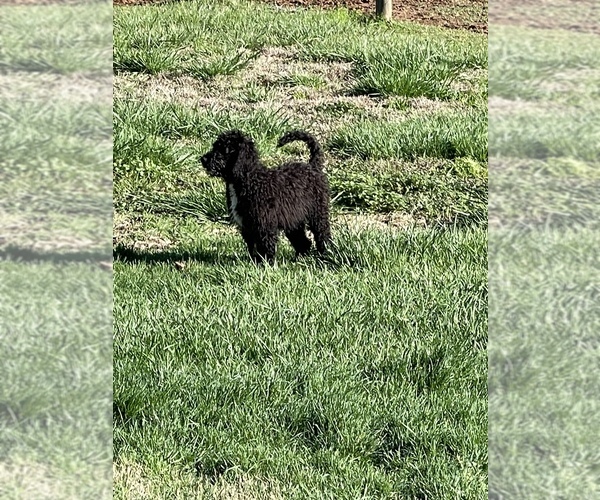 Medium Photo #8 Bernedoodle Puppy For Sale in CLANTON, AL, USA