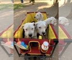 Small Photo #34 Dogo Argentino Puppy For Sale in BEAUMONT, CA, USA