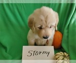 Small Photo #3 Golden Retriever Puppy For Sale in NORTH UNION, PA, USA