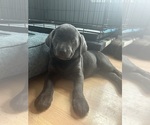 Puppy Mel Labrador Retriever