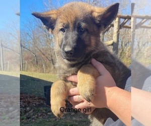 German Shepherd Dog Puppy for Sale in MILAN, Indiana USA