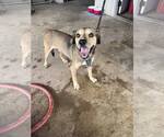 Small #2 Mutt