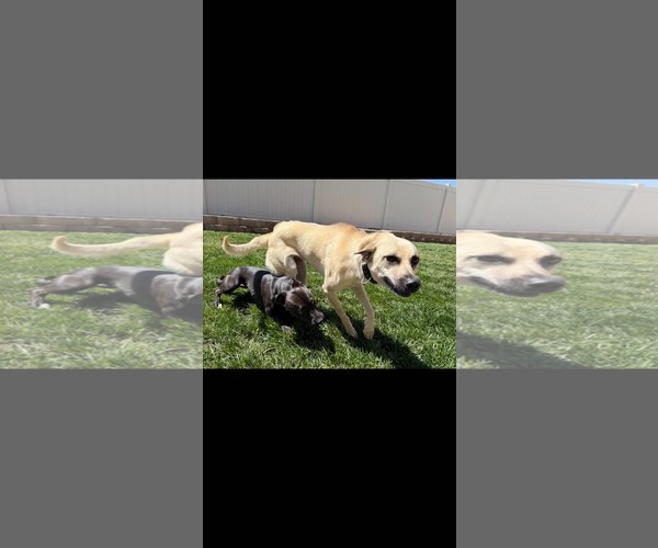 Medium Photo #5 Chihuahua-Unknown Mix Puppy For Sale in La Verne, CA, USA