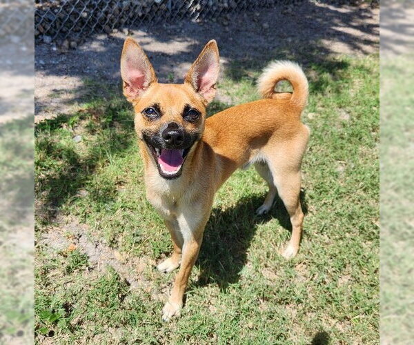 Medium Photo #7 Rat Terrier-Unknown Mix Puppy For Sale in Rockaway, NJ, USA