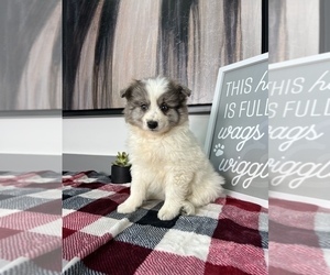 Australian Shepherd-Pomeranian Mix Puppy for sale in FRANKLIN, IN, USA