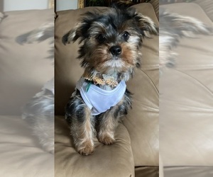 Yorkshire Terrier Puppy for sale in OAK LAWN, IL, USA