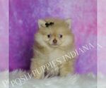 Small #1 Pomeranian
