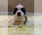 Small Photo #1 Saint Bernard Puppy For Sale in WOODBRIDGE, CT, USA