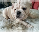 Small Photo #4 English Bulldog Puppy For Sale in ELK GROVE, CA, USA