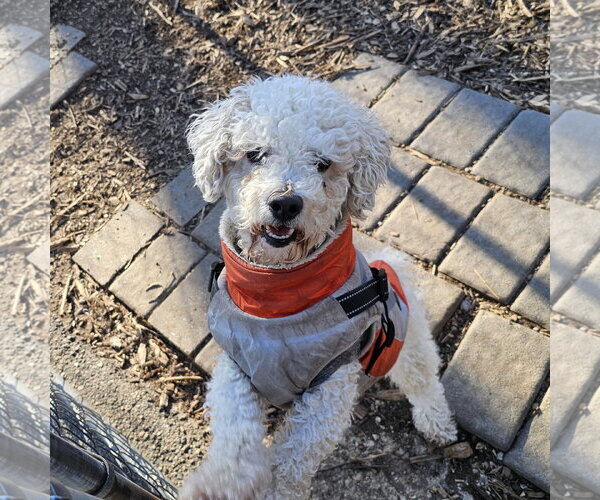 Medium Photo #2 Bichon Frise Puppy For Sale in Bloomingdale, NJ, USA