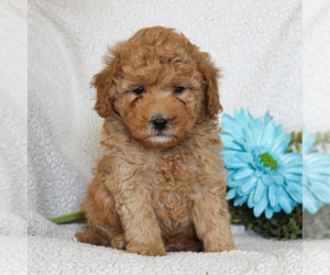 Goldendoodle-Poodle (Miniature) Mix Puppy for sale in GAP, PA, USA