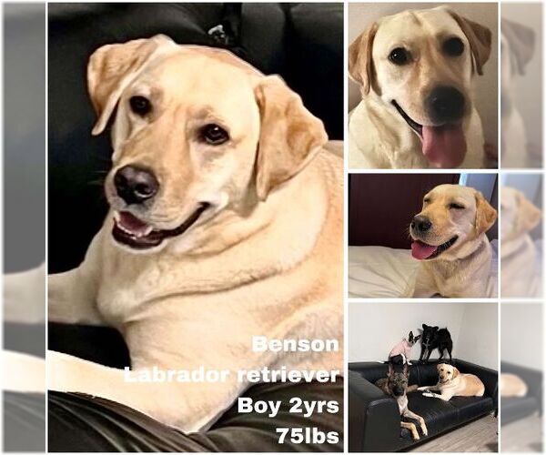 Medium Photo #1 Labrador Retriever Puppy For Sale in Seattle, WA, USA