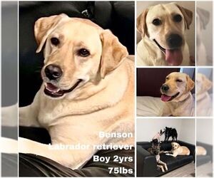 Labrador Retriever Dogs for adoption in Seattle, WA, USA