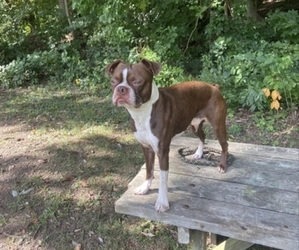 Father of the Buggs puppies born on 09/03/2025