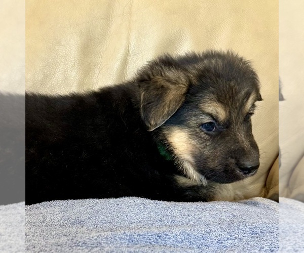 Medium Photo #21 German Shepherd Dog Puppy For Sale in BRIGHTON, CO, USA