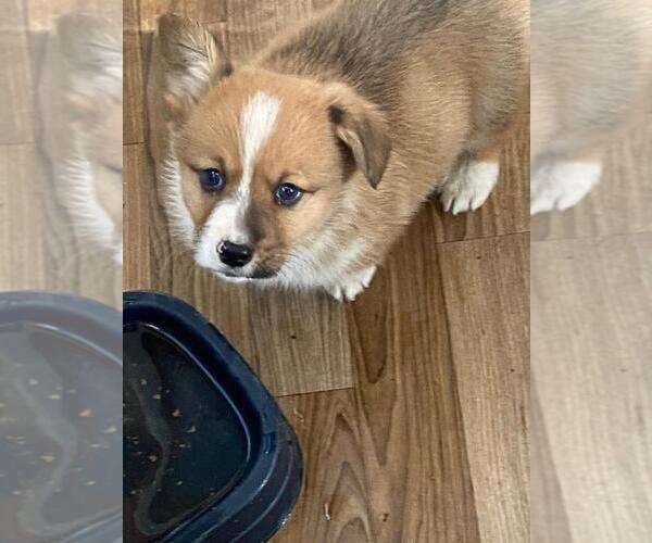 Medium Photo #1 Augi Puppy For Sale in BRIGGSDALE, CO, USA