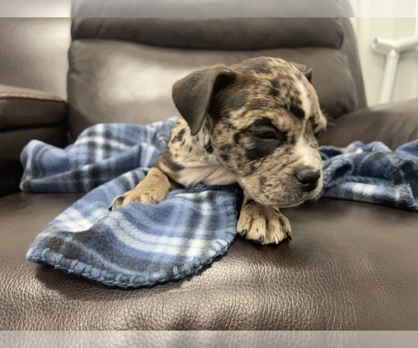 Medium Photo #70 American Bully Puppy For Sale in REESEVILLE, WI, USA
