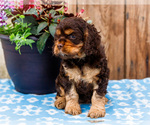 Small Photo #12 Cocker Spaniel Puppy For Sale in WAKARUSA, IN, USA
