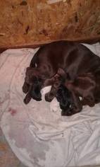Father of the Labrador Retriever puppies born on 04/29/2017