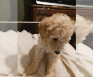 Goldendoodle Puppy for sale in BROOTEN, MN, USA