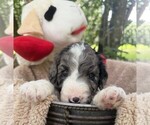 Small #5 Goldendoodle