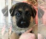 Small Photo #5 German Shepherd Dog Puppy For Sale in POMARIA, SC, USA