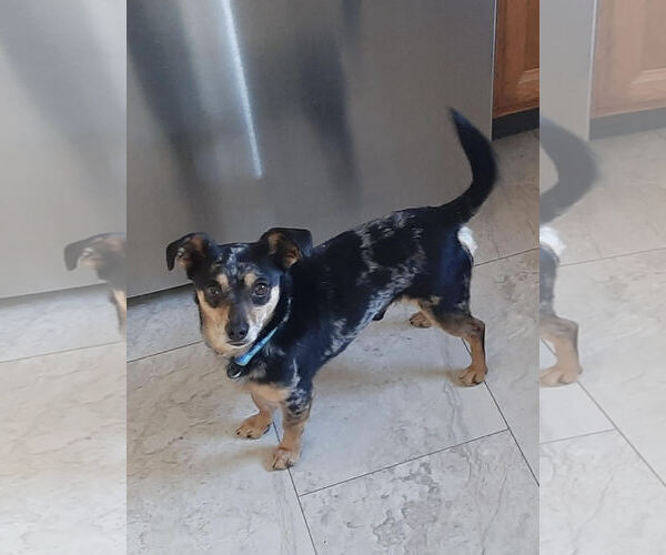 Medium Photo #3 Chihuahua-Unknown Mix Puppy For Sale in Wheaton, IL, USA