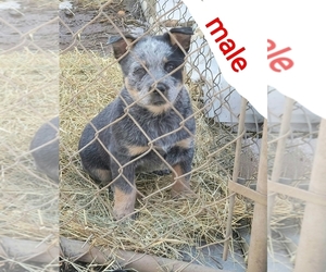 Basset Hound Puppy for sale in LOCUST GROVE, OK, USA