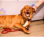 Small #2 Labrador Retriever Mix