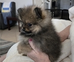 Small #6 Pomeranian