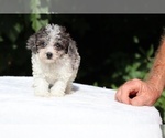 Small #21 Goldendoodle (Miniature)